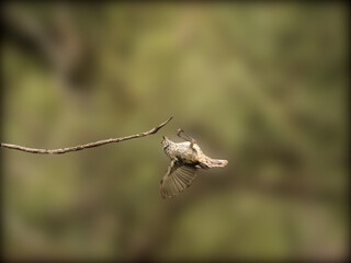 Female Fairy Wren Falling