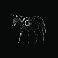 quagga hand drawing vector illustration isolated on black background
