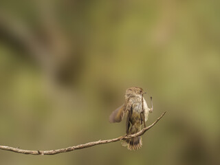 Image of Female Fairy Wren Rearing Back printed on Printed Glass Splashbacks
