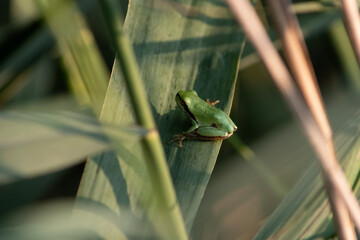 Mała zielona żaba rzekotka siedzi skryta na liściu wśród trzcin - obrazy, fototapety, plakaty