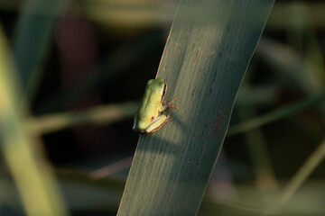 Mała zielona żaba rzekotka siedzi na liściu trzciny w świetle zachodzącego słońca - obrazy, fototapety, plakaty