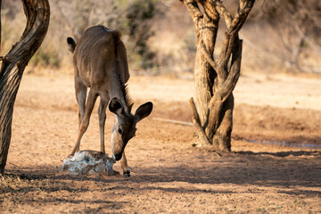 A scenic view of a deer in the forest on a sunny day