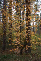 autumn in the woods