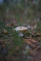 mushroom in the grass