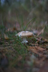 mushrooms on the grass