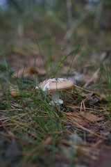 mushroom in the forest