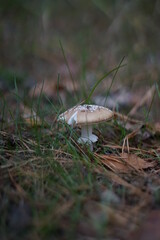 mushrooms in the grass