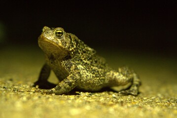frog 1