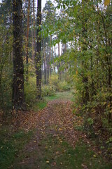 footpath in the woods