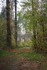 path in the woods