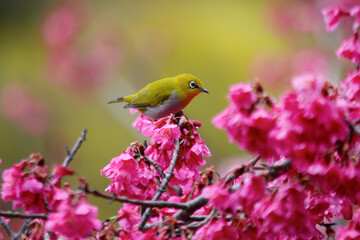 Oriental White-eye bird (Zosterops palpebrosus) perching among pink cherry blossoms for eating nectar . A cute yellow bird on nature background. Asia wildlife.