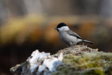 Sikora czarnogłówka w lesie na oszronionym pniu w wiosenny poranek © Meija