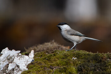 Sikora czarnogłówka w lesie na omszonym pniu © Meija