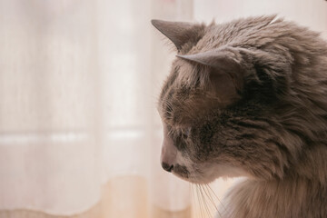 White Cat Portrait in front of a window