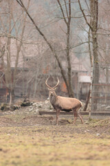 Stags are majestic and regal, with large antlers that stretch across their faces. Majestic powerful adult red deer stag in winter forest