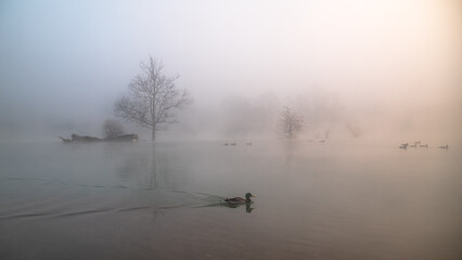 misty morning by the river