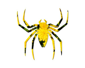 Spider Arachnid Sunflowers Icon Logo Symbol illustration