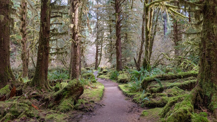 Fototapeta premium footpath in the forest