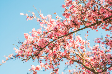 Cherry tree in bloom and clear blue sky background. Pink Japanese cherry tree flowers close up