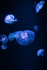 Jellyfish in the marine aquarium