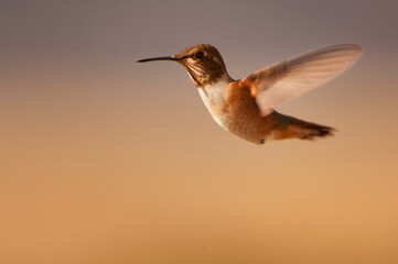 Rufous hummingbird (Selasphorus rufus)   Colorado © Tom
