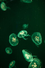 jellyfish and lights
