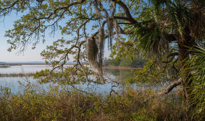 Overhanging trees at high tide