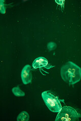 Jellyfish in the marine aquarium
