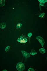 Naklejka na ściany i meble Jellyfish in the marine aquarium