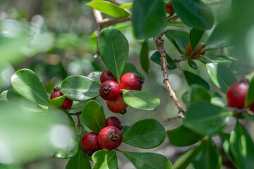 Psidium cattleyanum (World Plants : Psidium cattleianum), commonly known as Cattley guava, strawberry guava or cherry guava, is a small tree (2–6 m tall) in the Myrtaceae (myrtle) family. The species 