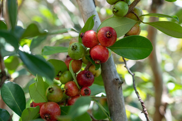 Psidium cattleyanum (World Plants : Psidium cattleianum), commonly known as Cattley guava, strawberry guava or cherry guava, is a small tree (2–6 m tall) in the Myrtaceae (myrtle) family. The species 