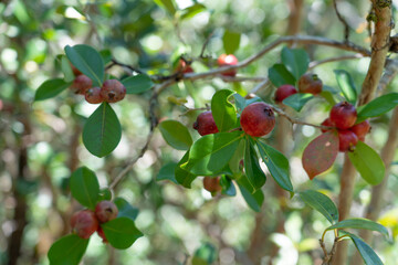 Psidium cattleyanum (World Plants : Psidium cattleianum), commonly known as Cattley guava, strawberry guava or cherry guava, is a small tree (2–6 m tall) in the Myrtaceae (myrtle) family. The species 