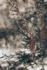 Snowy pine tree with pine cone 