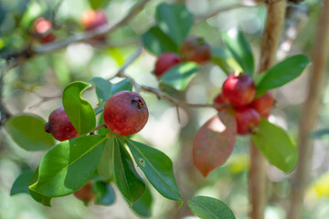 Psidium cattleyanum (World Plants : Psidium cattleianum), commonly known as Cattley guava, strawberry guava or cherry guava, is a small tree (2–6 m tall) in the Myrtaceae (myrtle) family. The species 