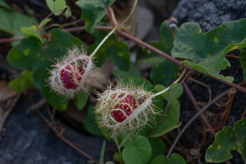 Passiflora foetida (common names: stinking passionflower, wild maracuja, bush passion fruit, wild water lemon, stoneflower, love-in-a-mist, or running pop ) is a species of passion flower that is nati