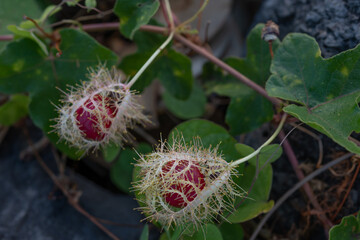 Passiflora foetida (common names: stinking passionflower, wild maracuja, bush passion fruit, wild water lemon, stoneflower, love-in-a-mist, or running pop ) is a species of passion flower that is nati