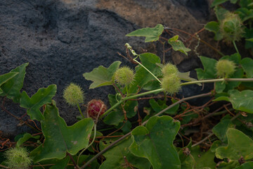 Passiflora foetida (common names: stinking passionflower, wild maracuja, bush passion fruit, wild...