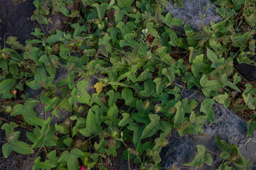 Passiflora foetida (common names: stinking passionflower, wild maracuja, bush passion fruit, wild water lemon, stoneflower, love-in-a-mist, or running pop ) is a species of passion flower that is nati