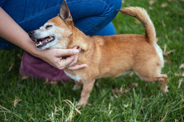 A cute dog with his owner in a park