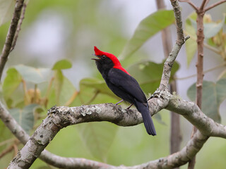 Helmeted Manakin - Antilophia galeata - Soldadinho