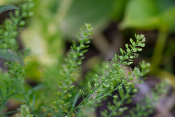 Lepidium virginicum, also known as least pepperwort or Virginia pepperweed, is an herbaceous plant...