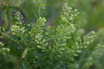 Lepidium virginicum, also known as least pepperwort or Virginia pepperweed, is an herbaceous plant in the mustard family (Brassicaceae). It is native to much of North America, including most of the Un