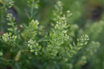 Lepidium virginicum, also known as least pepperwort or Virginia pepperweed, is an herbaceous plant in the mustard family (Brassicaceae). It is native to much of North America, including most of the Un