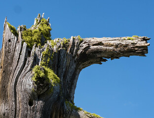 Broken tree with moss