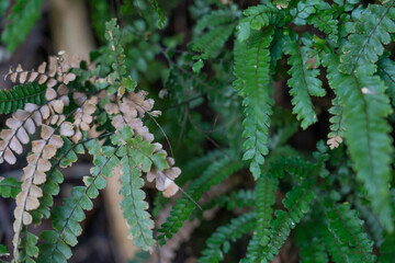 Adiantum hispidulum, commonly known as rough maidenhair fern or five-fingered jack, is a small fern in the family Pteridaceae of widespread distribution. It is found in Africa, Australia, Polynesia, M