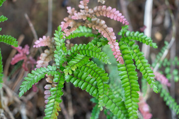 Adiantum hispidulum, commonly known as rough maidenhair fern or five-fingered jack, is a small fern in the family Pteridaceae of widespread distribution. It is found in Africa, Australia, Polynesia, M