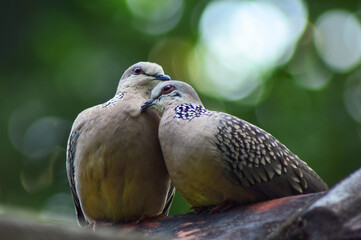 Lovely  pigeon couple on the branch