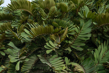 Zamia furfuracea is a cycad native to southeastern Veracruz state in eastern Mexico. Although not a palm tree (Arecaceae), its growth habit is superficially similar to a palm; therefore it is commonly