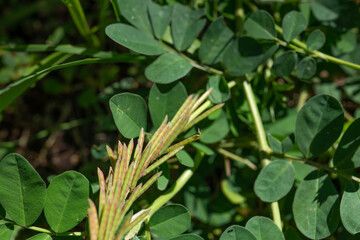 Indigofera spicata, the creeping indigo or trailing indigo, is a species of flowering plant in the family Fabaceae. It is native to Sub‑Saharan Africa, Madagascar, Mauritius, Réunion, and Yemen, and h