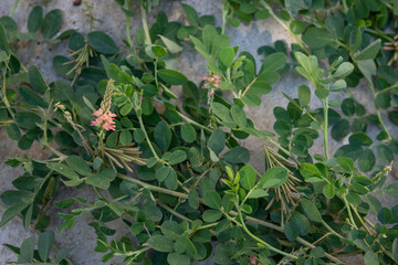 Indigofera spicata, the creeping indigo or trailing indigo, is a species of flowering plant in the family Fabaceae. It is native to Sub‑Saharan Africa, Madagascar, Mauritius, Réunion, and Yemen, and h